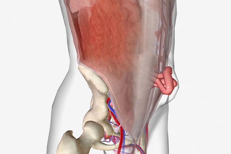 Clínica de Hernias CANADI